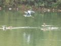Orientatie Cross  De Plas   102 