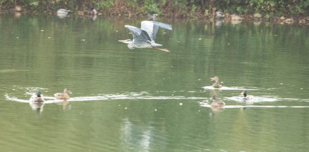 Orientatie Cross  De Plas   102 