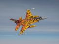 Tiger tail 2016