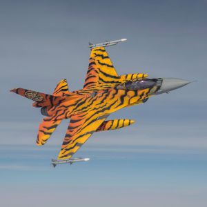 Tiger tail 2016