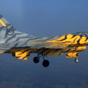 Tigertails 3