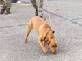 pr kleine brogel air base
